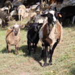 Goats at Transhumance Festival.