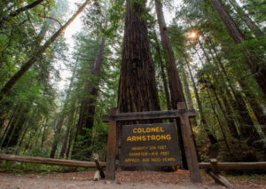 Armstrong Redwoods