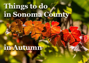 Things to do in Sonoma County in Autumn