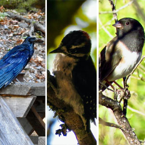 Bird hikes Sugarloaf Park