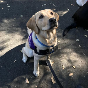 walk and Wag at Jack London State Park