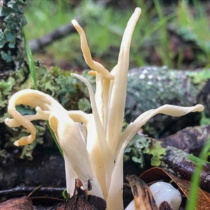 Musshroom hike at sugarloaf