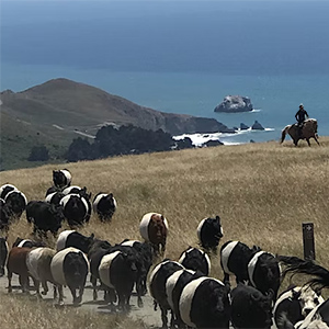 Cattle on the coast