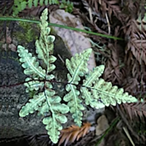 Springtime in the Redwood Forest hike at Jenner Headlands