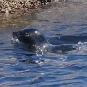 Harbor seals at Fort Ross Park