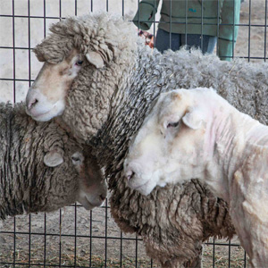 Sheep Shearing Day at Petaluma Adobe State Park