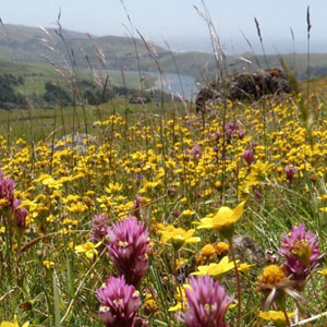 Wildflower walk coast Jenner