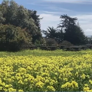 Wildflower & Medicinal Plant ID Walk at Fort Ross.