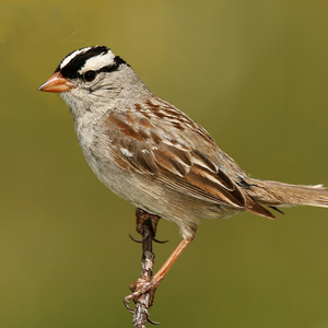 Avian series bird walk at Sugarloaf Park