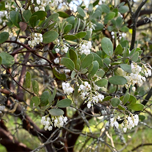 Sendeos flora Sugarloaf Park