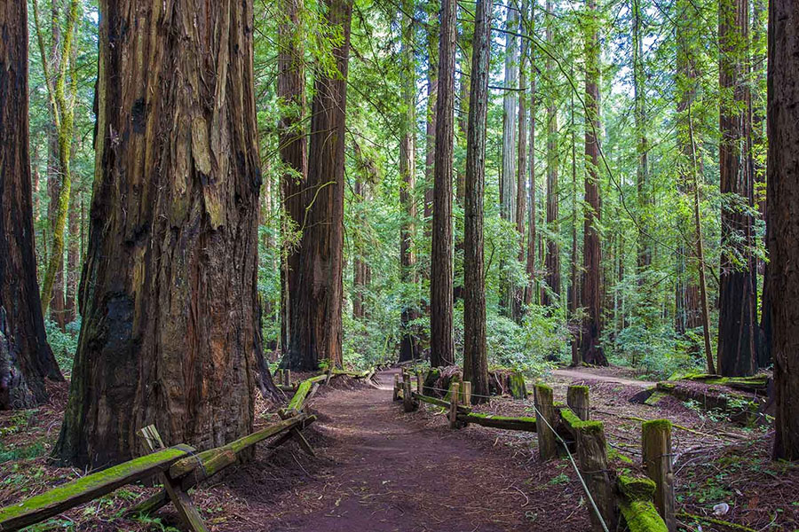 Armstrong Redwoods tour