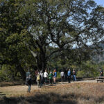 Sugarloaf Ridge Park trees hike