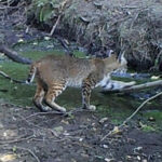 Mammals at Hidden Forest in Sebastopol