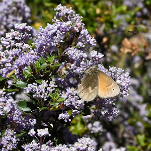 Butterfly hike at Sugarloaf Park