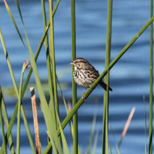 Bird Walk at Ellis Creek Petaluma