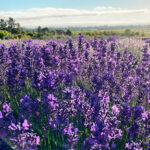 Lavender Daze at Bees n Blooms Farm