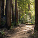 Redwoods hike at Sugarloaf Ridge Park