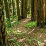 Shady walk at Jack London State Park