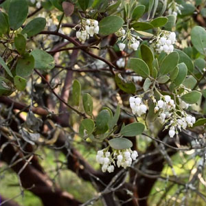 Sugarloaf Park wildflowers and plant uses hike