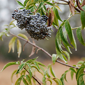 Sugarloaf Park Wappo Botanical Walk