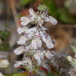 ildflower walk Montini Open Space Preserve Sonoma Ecology Center